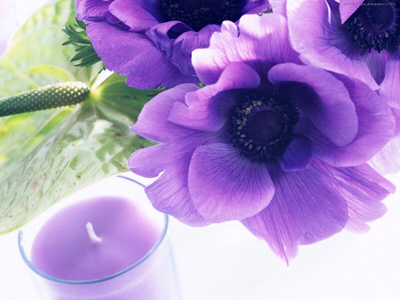 Purple Anemone Flowers — Calm