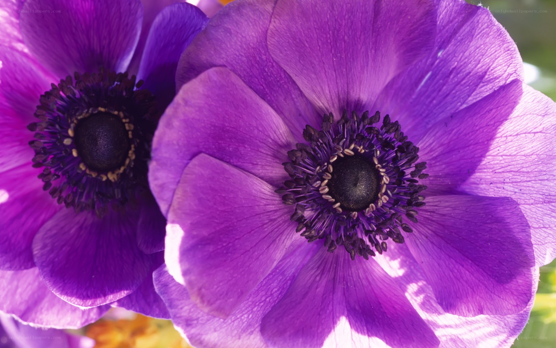 Purple anemone flowers close-up