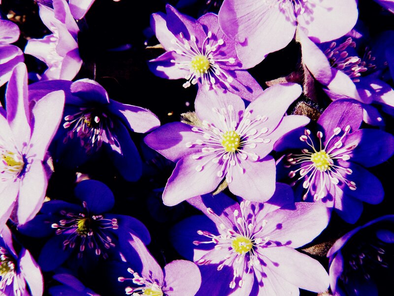 Purple Anemone Flowers — Dramatic