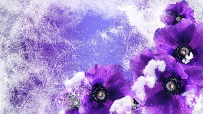 Purple Anemone Flowers — Ethereal