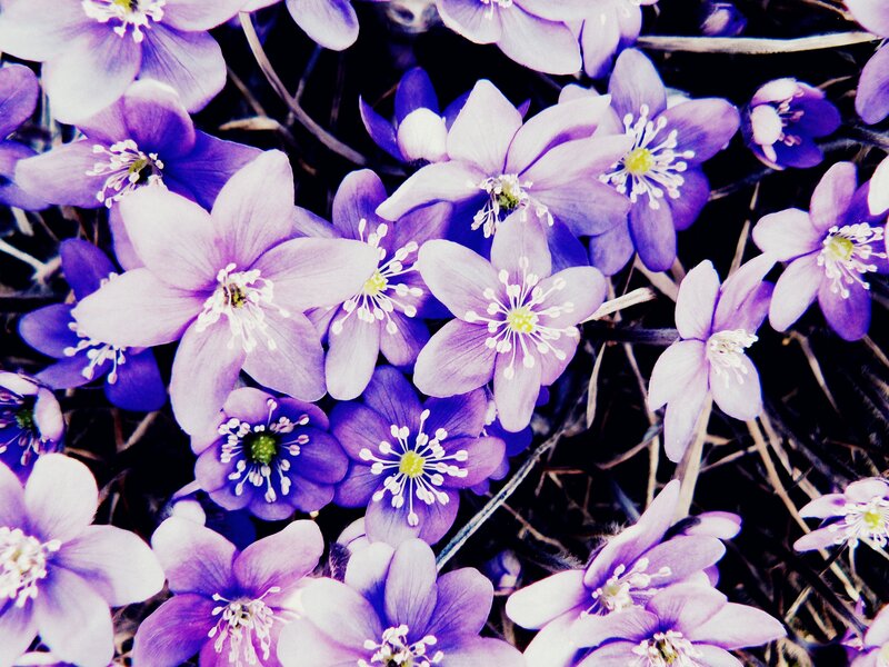 Purple Anemone Flowers — Natural
