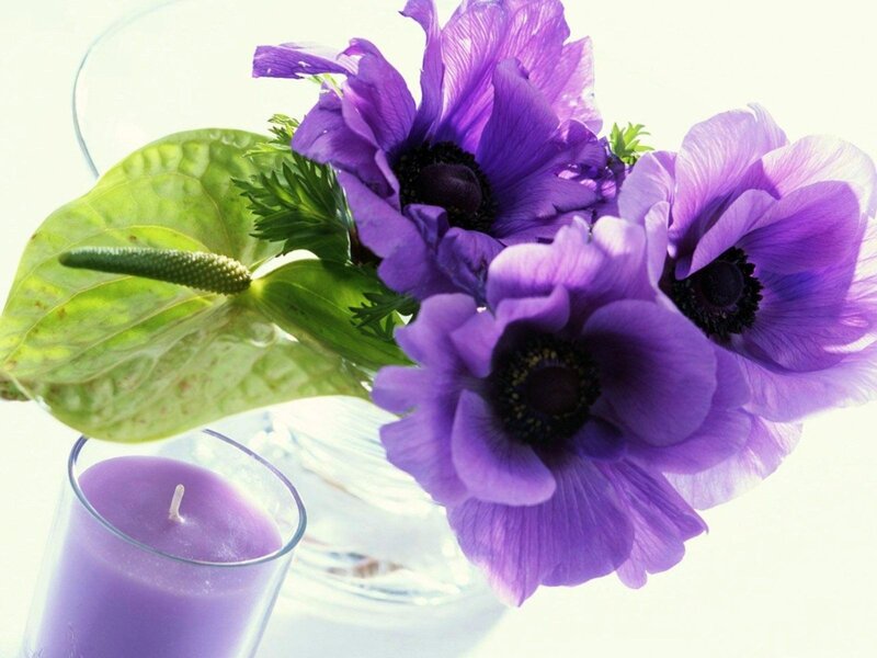 Purple Anemone Flowers — Serene, Photograph, Candle, Green Leaf