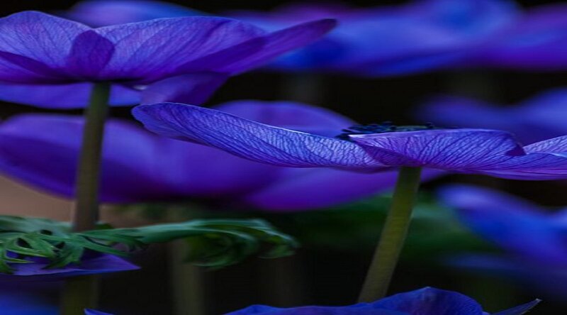 Purple Anemone Flowers — Serene, Photograph, Stems
