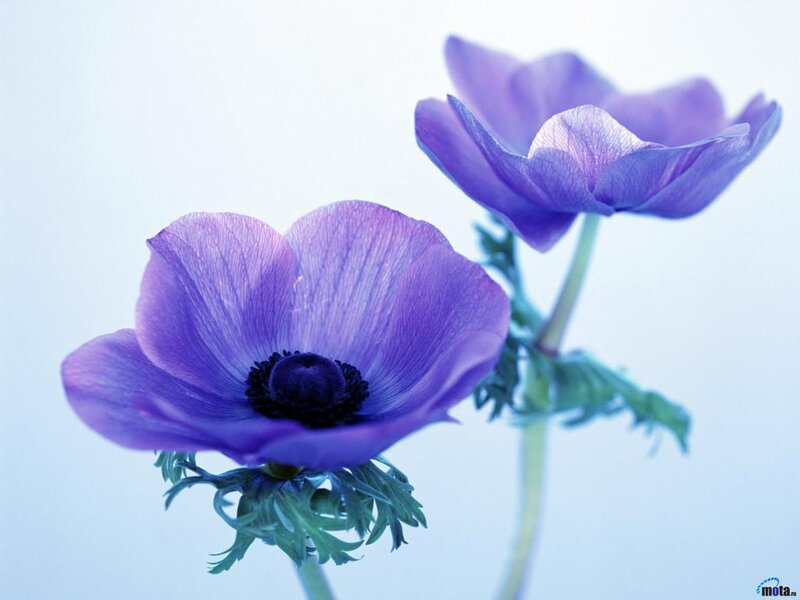 Purple Anemone Flowers — Serene, Photograph