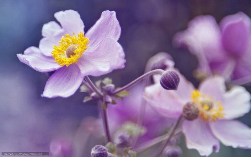 Purple Anemone Flowers — Serene, Photograph, Yellow Center