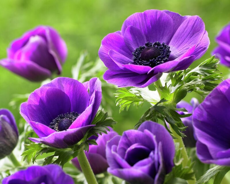 Purple Anemone Flowers — Serene, Spring, Photograph, Green Leaves, Flower Buds