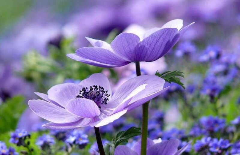 Purple Anemone Flowers — Serene, Spring, Photograph, Green Leaves