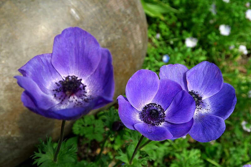 Purple Anemone Flowers — Serene, Spring, Photograph, Stone