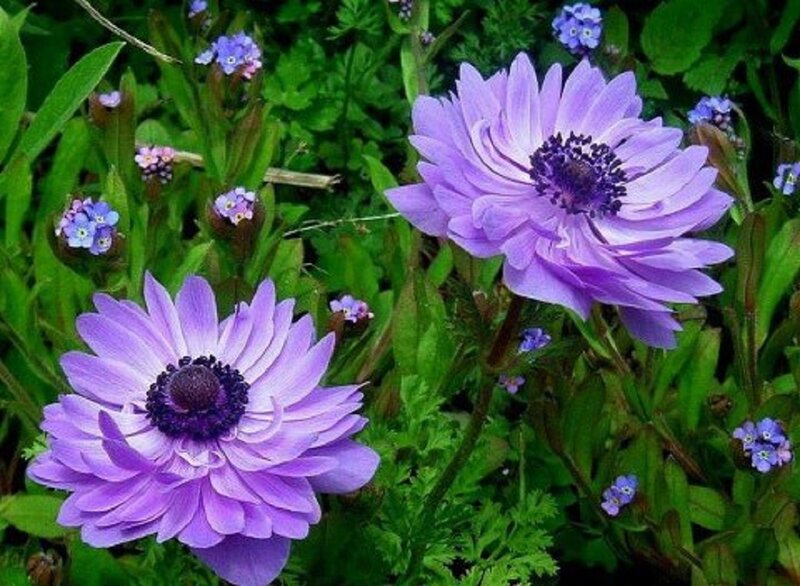 Purple Anemone Flowers — Serene, Spring, Photograph