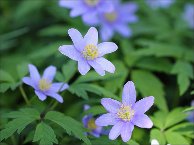 Purple Anemone Flowers — Serene, Spring