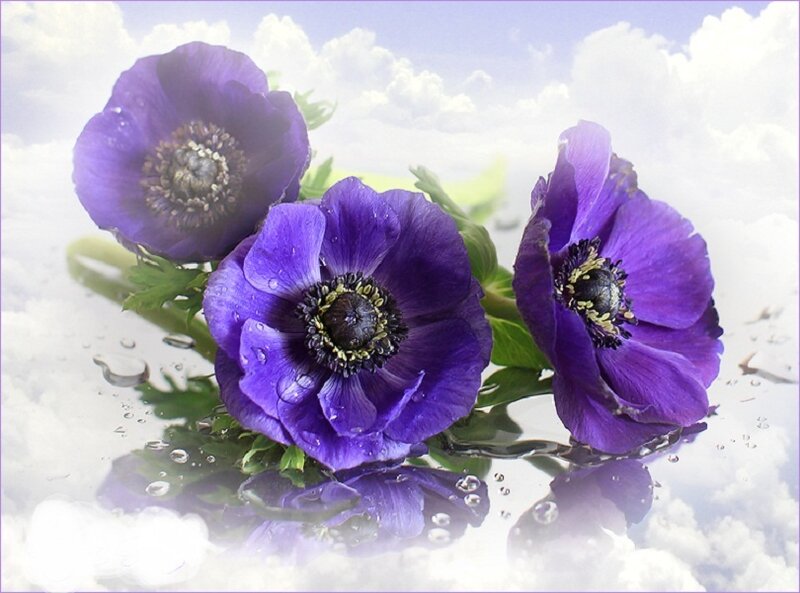Purple Anemone Flowers — Serene