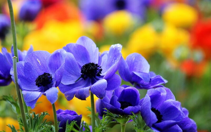 Purple Anemone Flowers — Vibrant