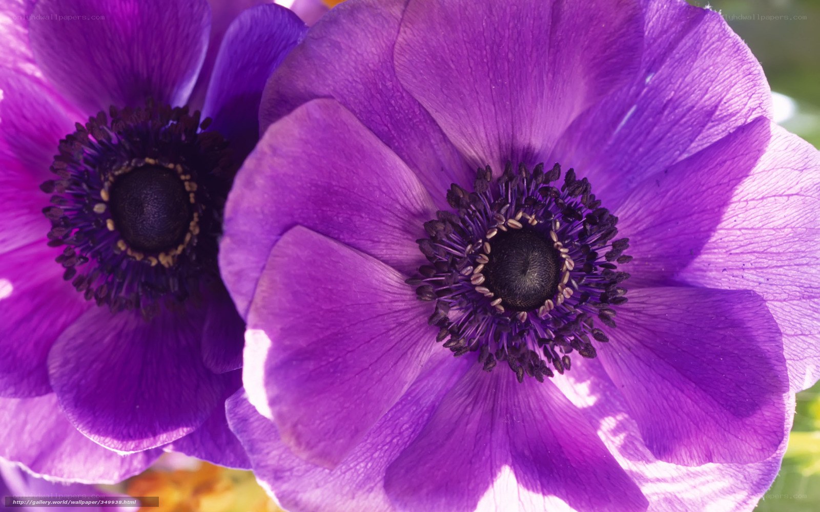 Purple Anemone Flowers