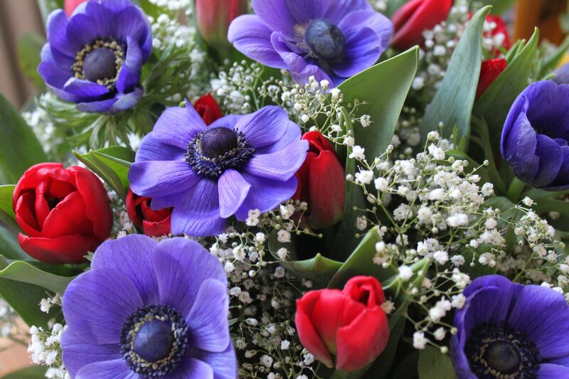 Purple Anemones and Red Tulips