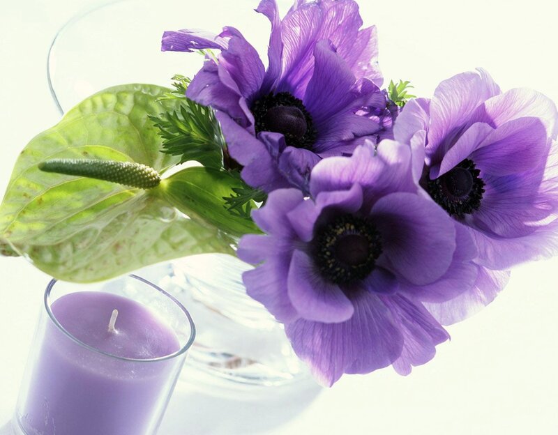 Purple Anemones in Vase