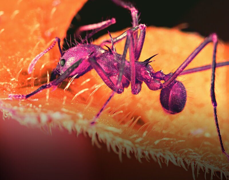 purple ant on orange surface