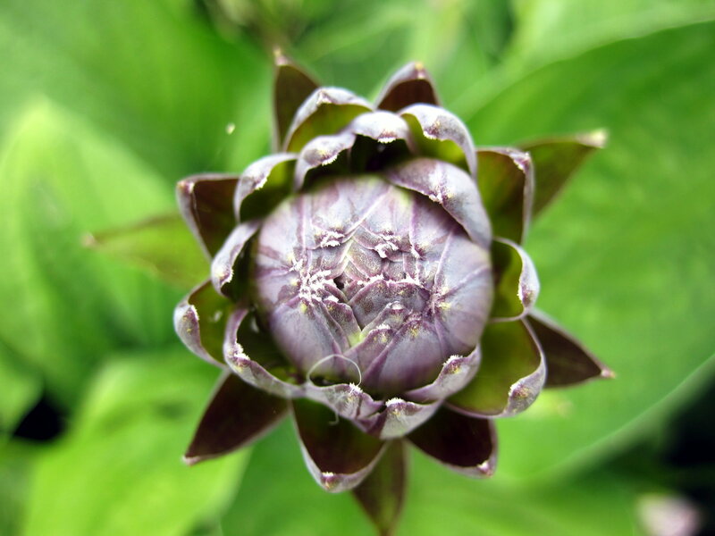 Purple Artichoke Bud