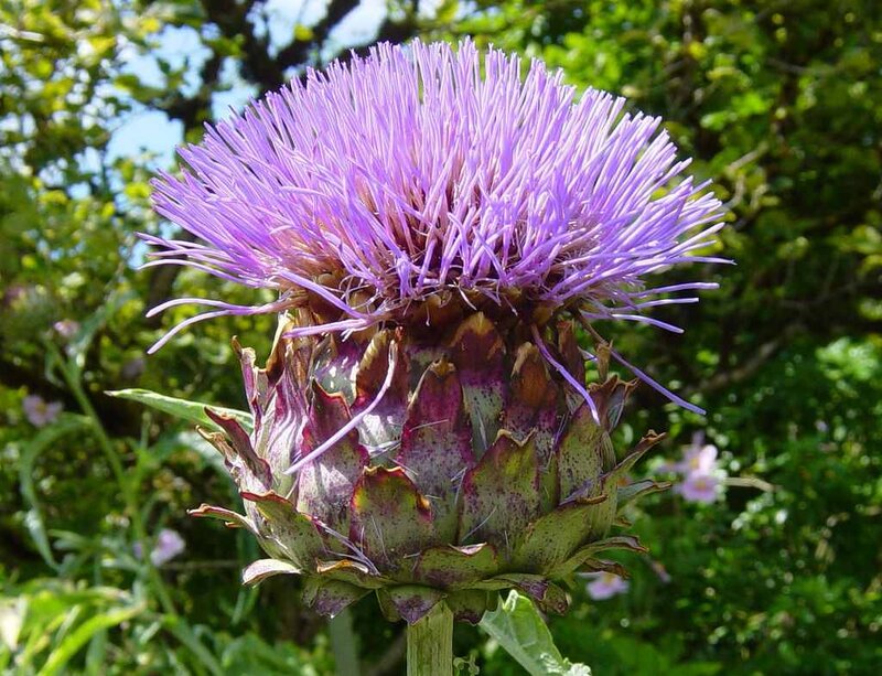 Purple Artichoke Flower — Natural, Afternoon