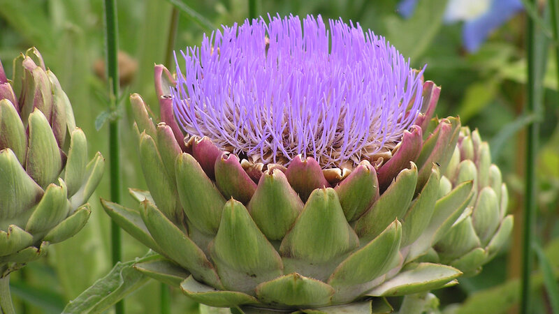 Purple Artichoke Flower — Natural, Summer