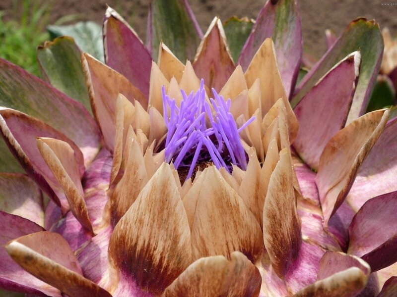 Purple Artichoke Flower — Natural