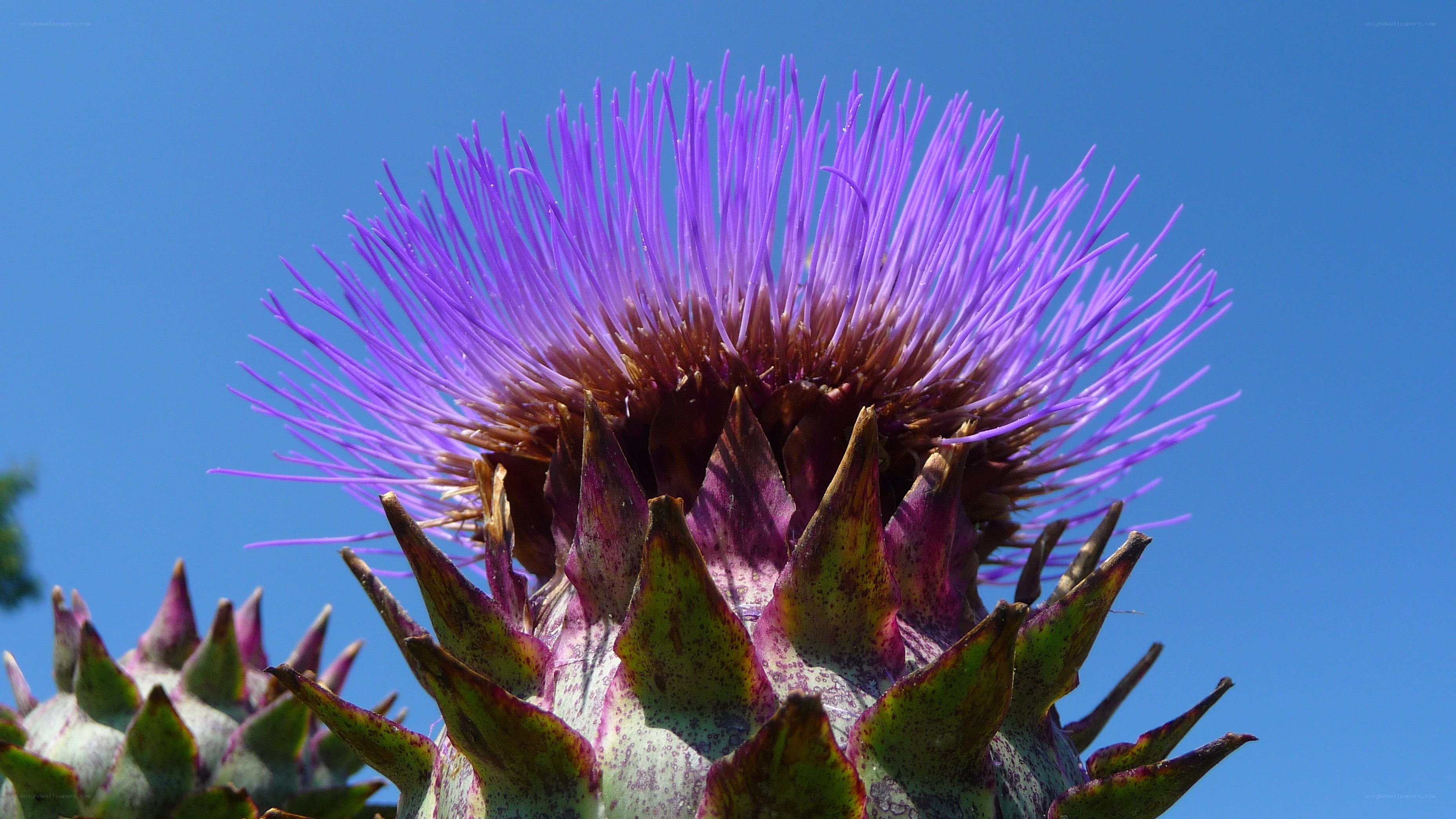 purple artichoke flower