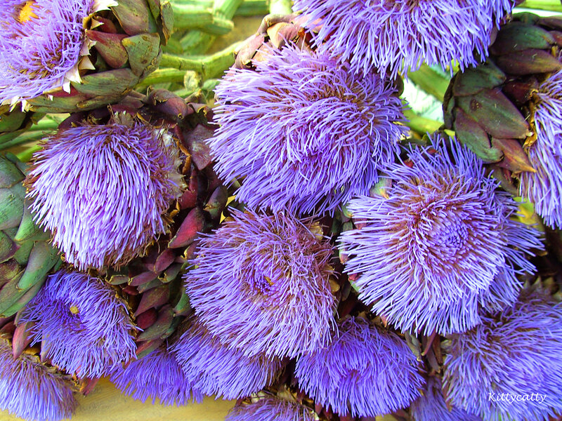 Purple Artichoke Flowers — Natural
