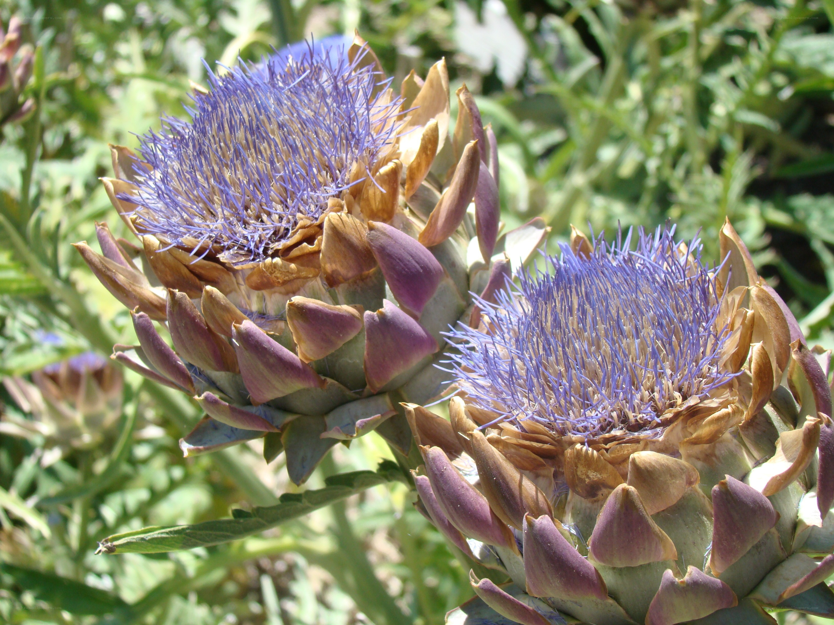 Purple artichoke flowers