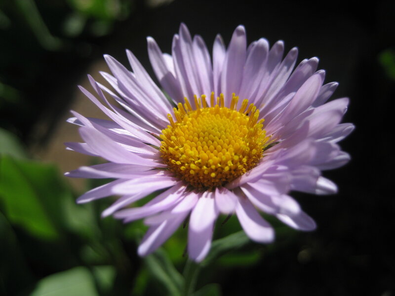 purple aster flower