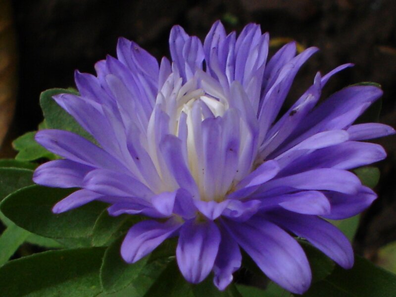 purple aster flower