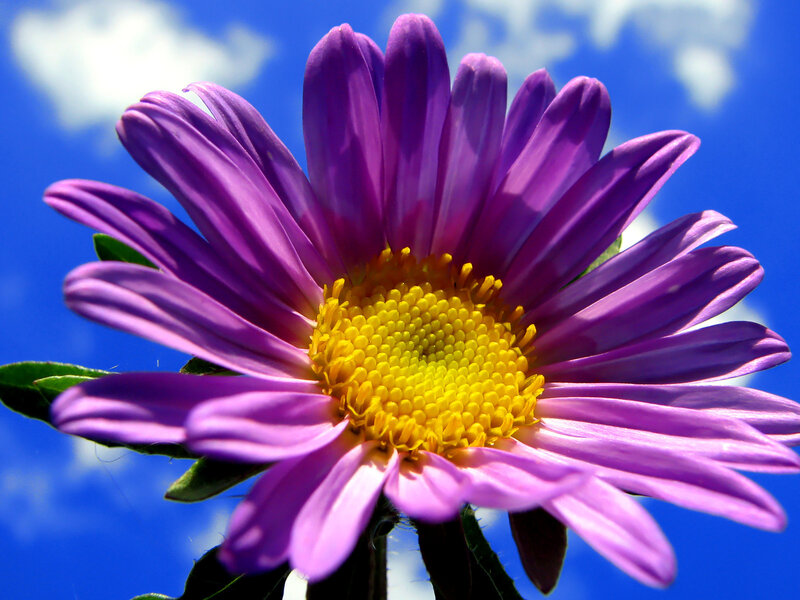 Purple Aster Flower — Bright