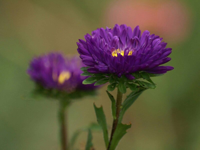 Purple Aster Flower — Calm, Afternoon, Photograph, Stem