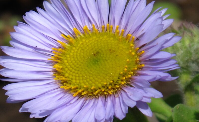 Purple Aster Flower — Calm, Afternoon, Photograph
