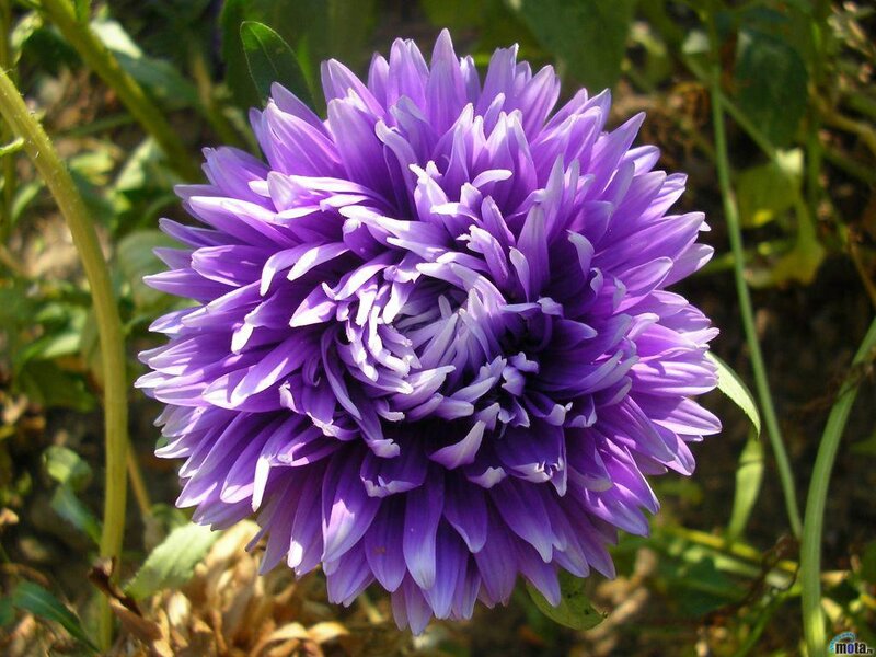Purple Aster Flower — Calm, Afternoon