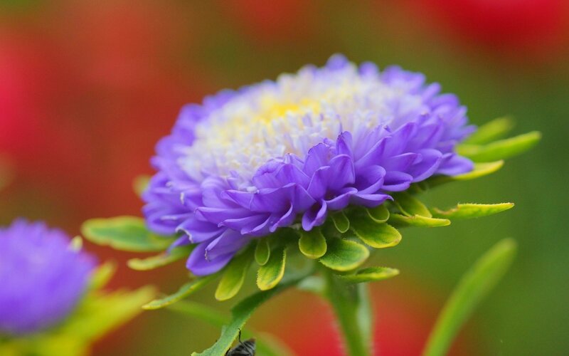 Purple Aster Flower — Calm, Photograph, Green Leaves, Blurry Background