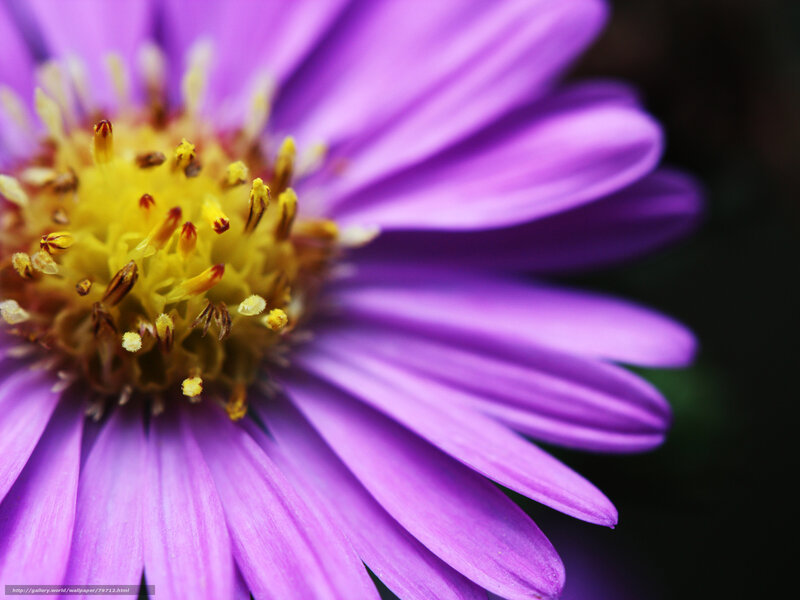 Purple Aster Flower — Calm, Photograph