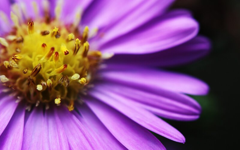 Purple Aster Flower — Calm, Photograph, Yellow Center, Petals