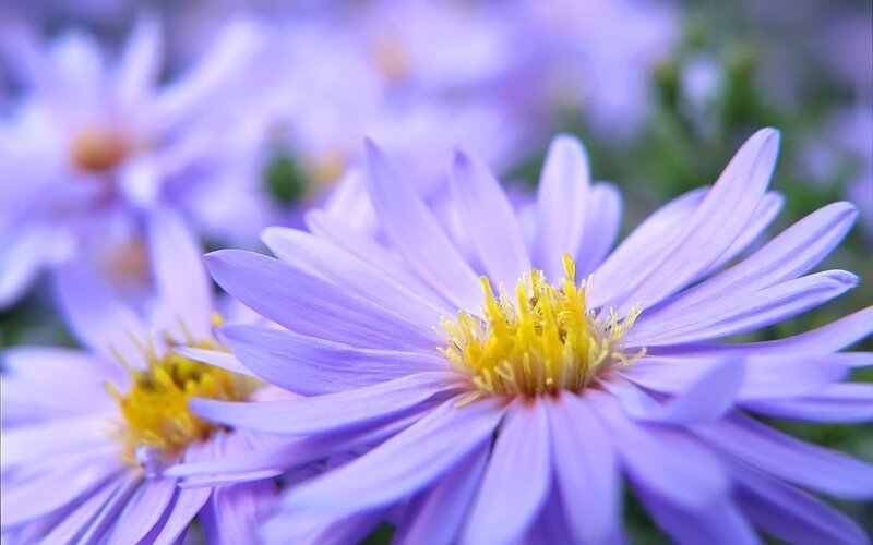 Purple Aster Flower — Calm, Spring, Photograph, Yellow Center