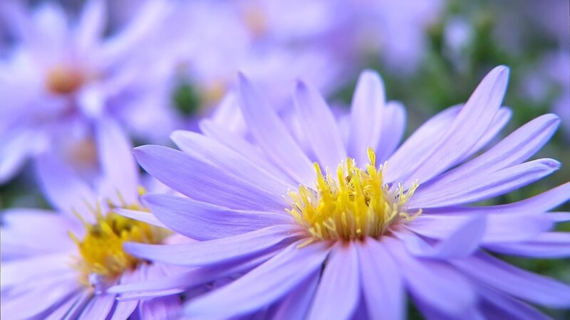 Purple Aster Flower — Calm, Spring