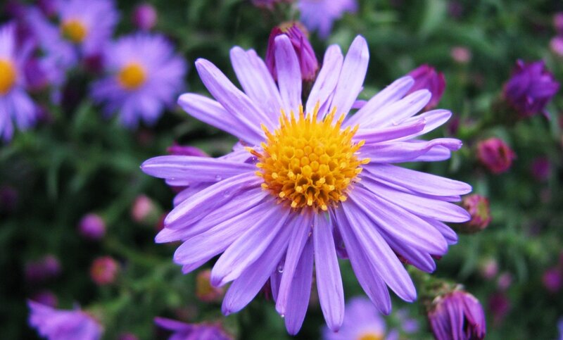 Purple Aster Flower — Calm, Summer