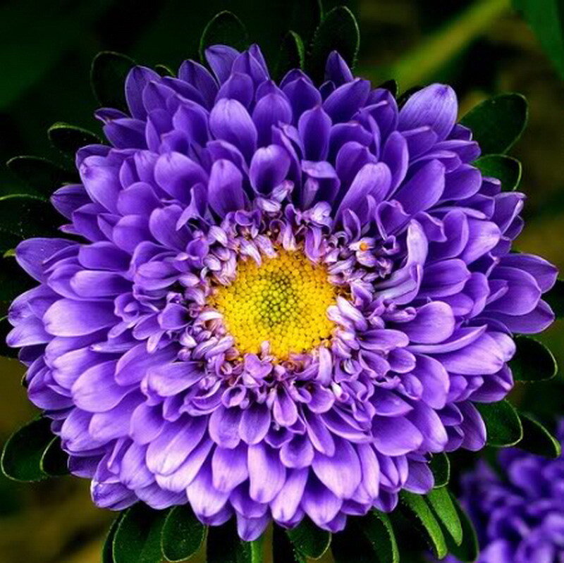 Purple Aster Flower — Calm