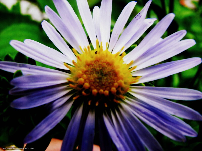 purple aster flower close-up