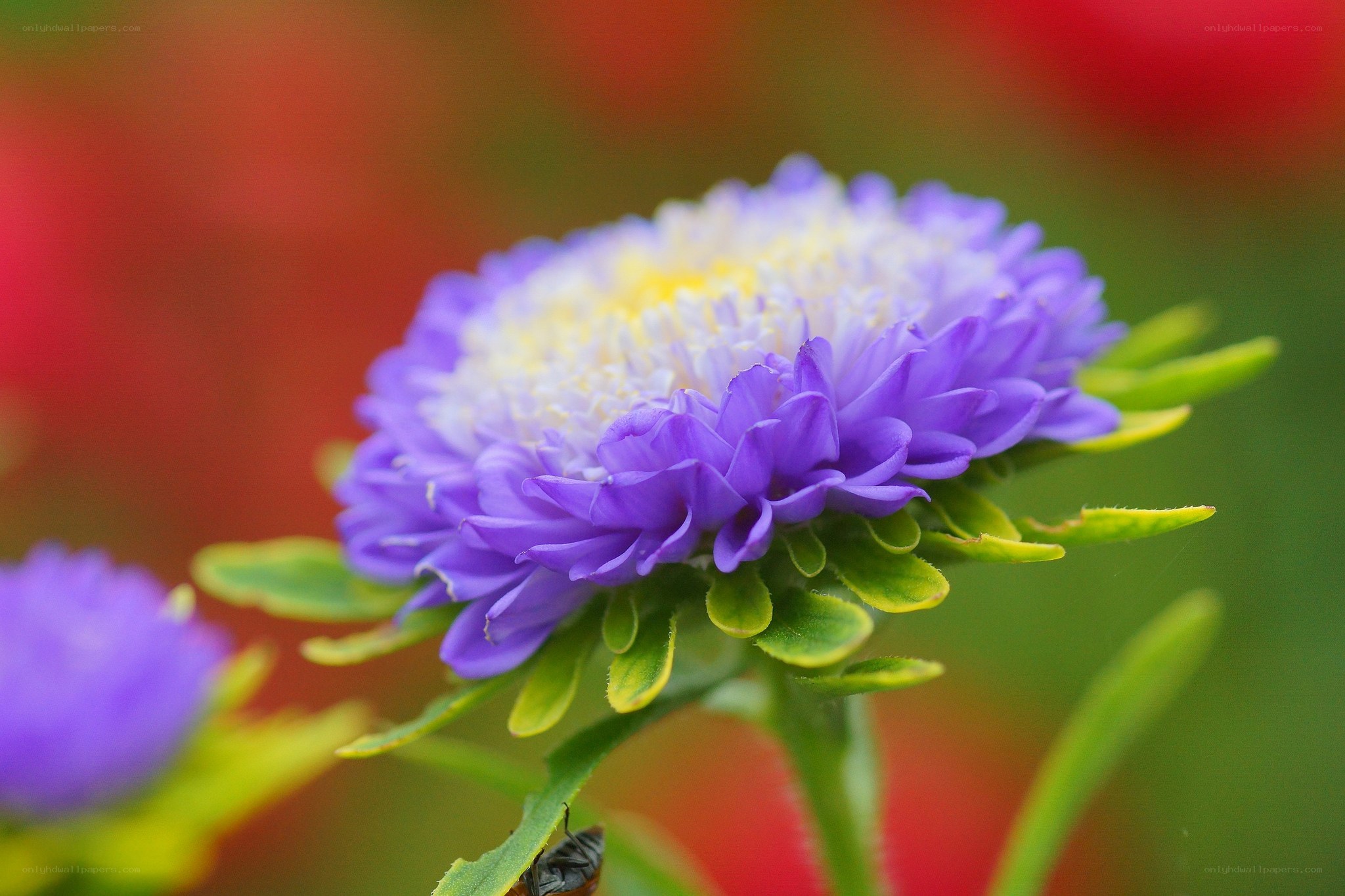 purple aster flower close-up