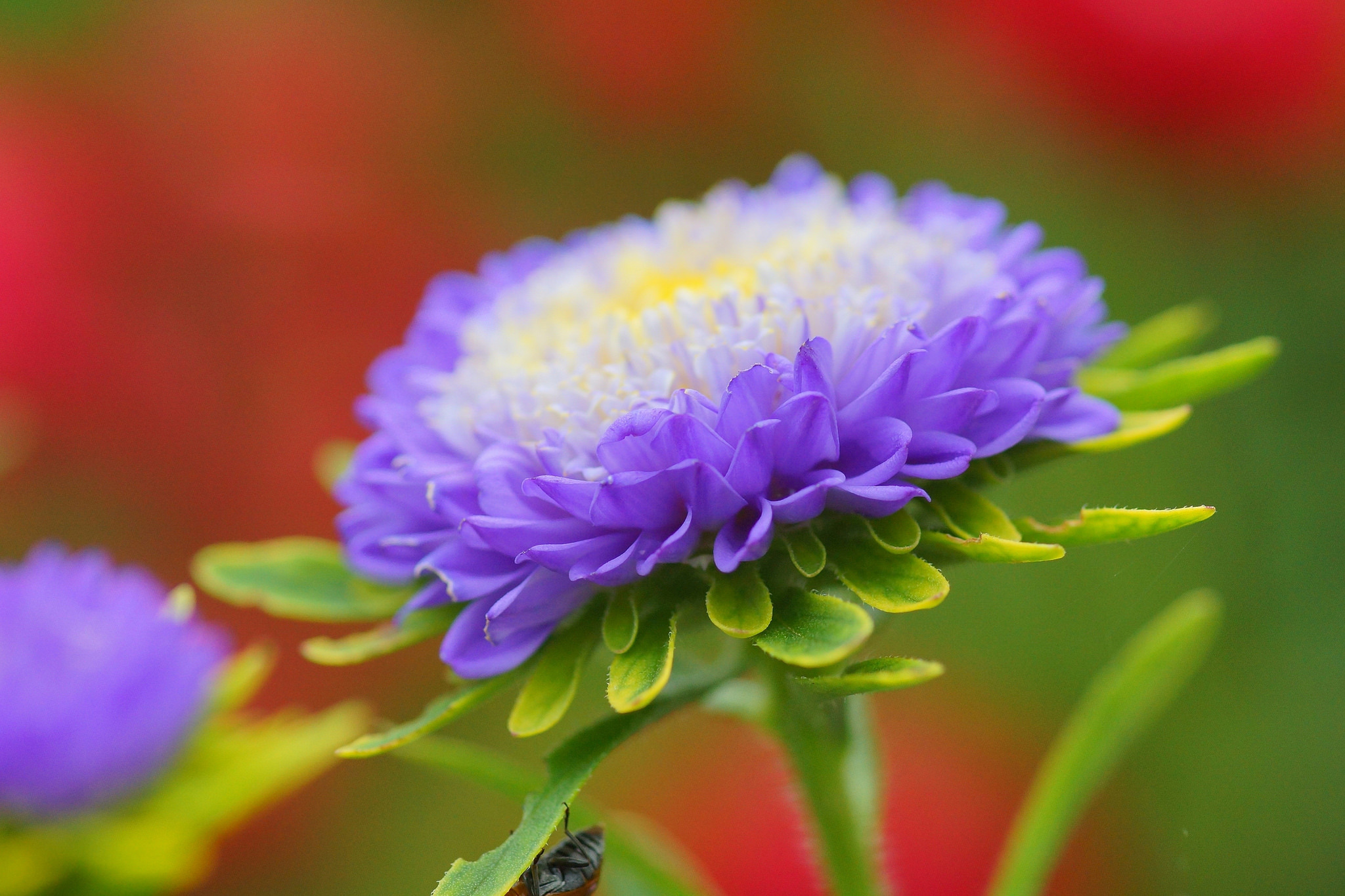 purple aster flower close-up