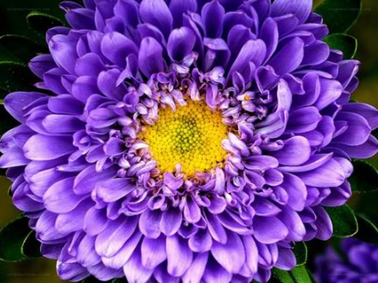 purple aster flower close-up
