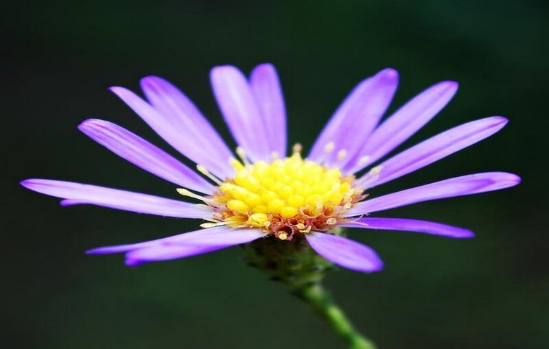 purple aster flower close-up