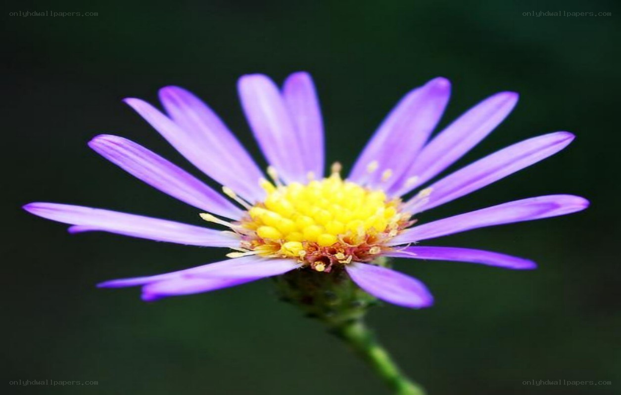 purple aster flower close-up