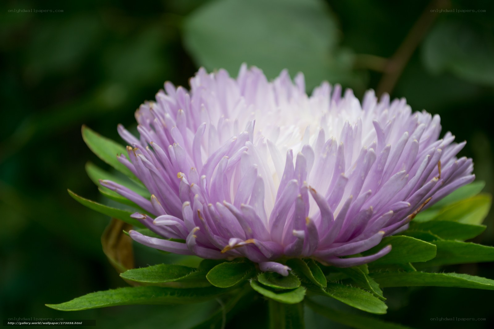purple aster flower close-up