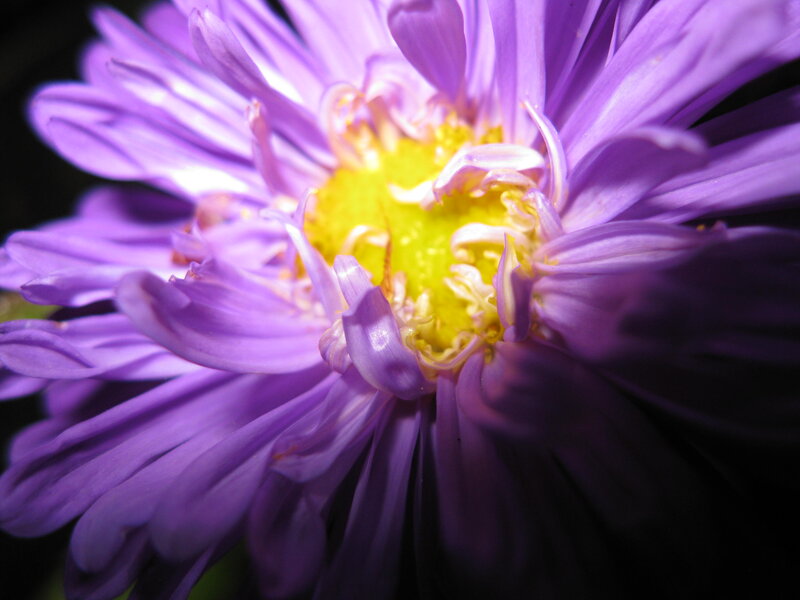 Purple Aster Flower — Dramatic, Photograph