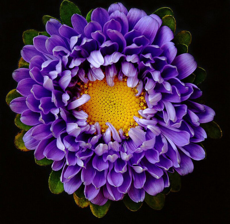 Purple Aster Flower — Dramatic, Photograph, Yellow Center