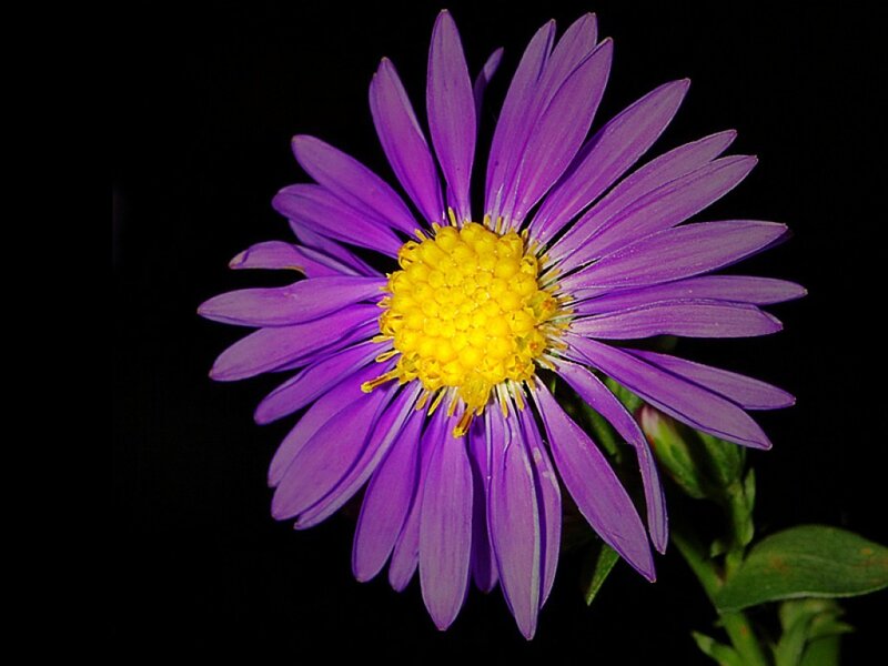 Purple Aster Flower — Dramatic